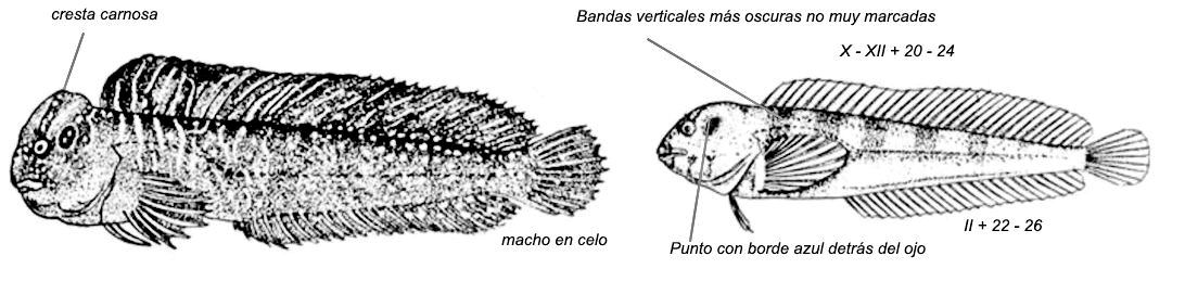 Salaria pavo_0001.jpg